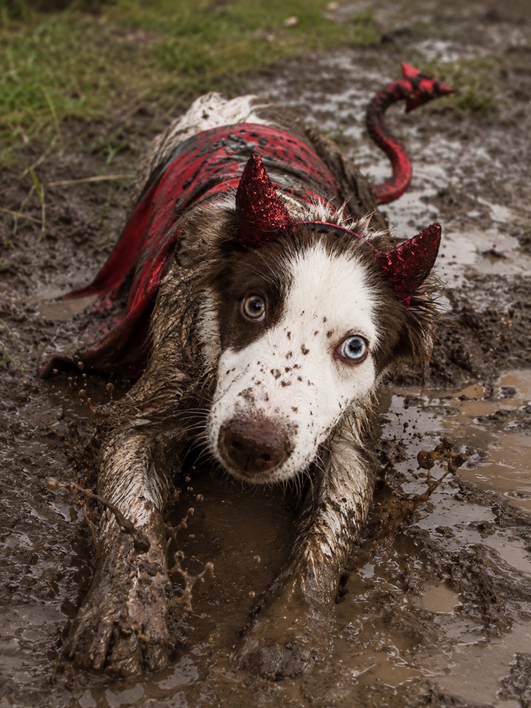 Missy, our Border Collie mascot, lying in the mud in red sparkly devil horns and a cape, with one brown eye and one blue eye